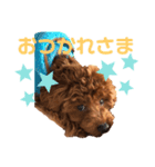 トイプードル「ぴの」（個別スタンプ：7）