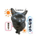 谷口家の3ニャン達(=^x^=)（個別スタンプ：1）