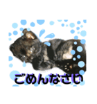 谷口家の3ニャン達(=^x^=)（個別スタンプ：3）