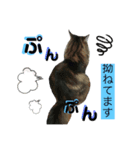 谷口家の3ニャン達(=^x^=)（個別スタンプ：4）