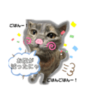 谷口家の3ニャン達(=^x^=)（個別スタンプ：6）