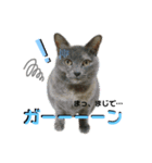 谷口家の3ニャン達(=^x^=)（個別スタンプ：7）