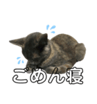 谷口家の3ニャン達(=^x^=)（個別スタンプ：8）