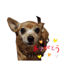 わんちゃんスタンプ①（個別スタンプ：3）