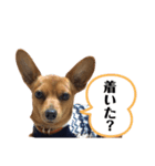 わんちゃんスタンプ①（個別スタンプ：5）