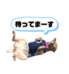 わんちゃんスタンプ①（個別スタンプ：6）
