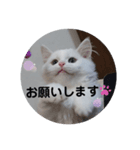 ベイビーアヴィ（個別スタンプ：1）
