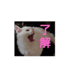 ベイビーアヴィ（個別スタンプ：3）