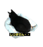 黒猫こったん2（個別スタンプ：1）