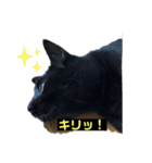 黒猫こったん2（個別スタンプ：2）