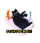 黒猫こったん2（個別スタンプ：6）