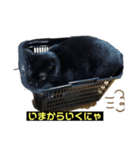 黒猫こったん2（個別スタンプ：8）