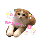 子猫のロイぼうや♪第2弾！！（個別スタンプ：1）
