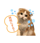 子猫のロイぼうや♪第2弾！！（個別スタンプ：2）