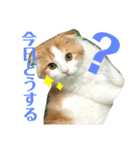 子猫のロイぼうや♪第2弾！！（個別スタンプ：3）