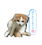 子猫のロイぼうや♪第2弾！！（個別スタンプ：4）