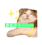 子猫のロイぼうや♪第2弾！！（個別スタンプ：5）