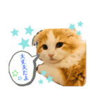 子猫のロイぼうや♪第2弾！！（個別スタンプ：7）