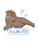 子猫のロイぼうや♪第2弾！！（個別スタンプ：8）