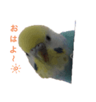 セキセイインコ ピースケ（個別スタンプ：1）