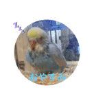 セキセイインコ ピースケ（個別スタンプ：2）