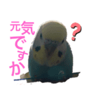 セキセイインコ ピースケ（個別スタンプ：3）