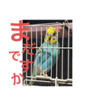 セキセイインコ ピースケ（個別スタンプ：4）