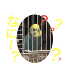 セキセイインコ ピースケ（個別スタンプ：5）