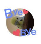 セキセイインコ ピースケ（個別スタンプ：6）