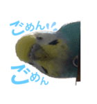 セキセイインコ ピースケ（個別スタンプ：7）