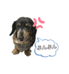 ダックスフンドのマロくんスタンプ（個別スタンプ：5）