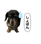 ダックスフンドのマロくんスタンプ（個別スタンプ：6）