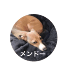 イタグレ mauiスタンプ1（個別スタンプ：4）