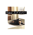 イタグレ mauiスタンプ1（個別スタンプ：5）