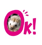 animalsスタンプショップ（個別スタンプ：4）
