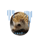 animalsスタンプショップ（個別スタンプ：8）