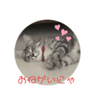 猫のちぃだよ（個別スタンプ：4）