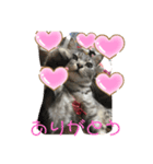 猫のちぃだよ（個別スタンプ：5）