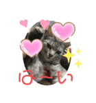 猫のちぃだよ（個別スタンプ：6）
