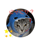 猫のちぃだよ（個別スタンプ：7）