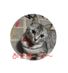 猫のちぃだよ（個別スタンプ：8）
