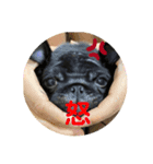 monpe pug life①（個別スタンプ：3）