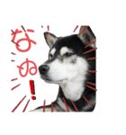 じゅん吉（個別スタンプ：1）