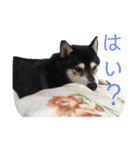 じゅん吉（個別スタンプ：6）