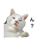 うちの猫ぐぅ（個別スタンプ：1）