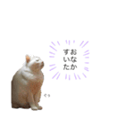 うちの猫ぐぅ（個別スタンプ：2）