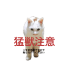 うちの猫ぐぅ（個別スタンプ：3）
