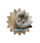 animalsスタンプショップ3（個別スタンプ：1）