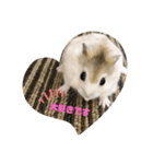 animalsスタンプショップ3（個別スタンプ：3）