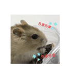 animalsスタンプショップ3（個別スタンプ：5）